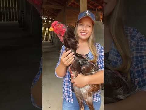 O Best Quality Aseel #shorts #trending #youtubeshorts #videono 62