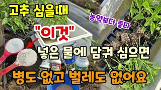 고추모종 심을때 이것 넣은물에 담궈 심으면 뿌리를 바로 내리고 병도없고 벌레도 없어요 고추심는시기 방법