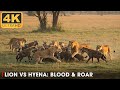 SAVANNAH CLASH EP 02 LIONS Vs HYENAS Blood Roar Nature Animal Documentary