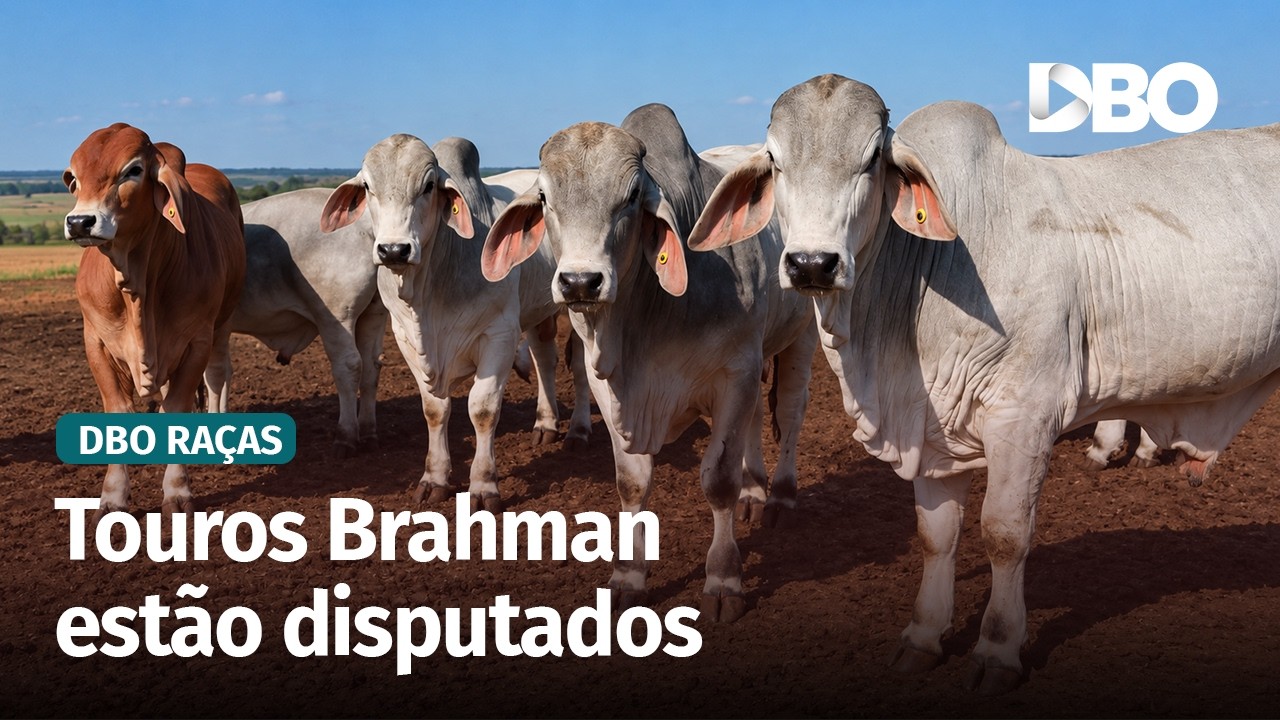 Brahman em alta: procura por touros cresce e já supera a oferta