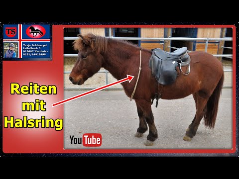 Reiten mit Halsring, Isländer, Training, Übungen, Ausbildung, Tanja Schienagel