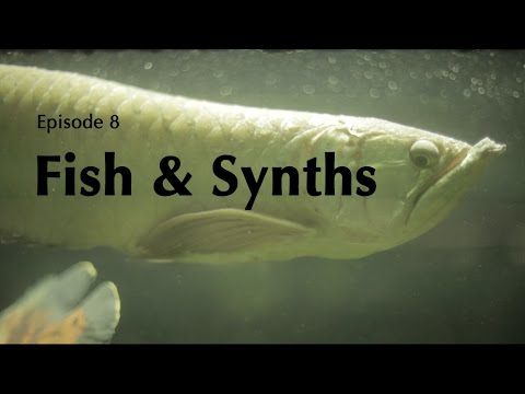 FAR OFF SOUNDS: Fish & Synths