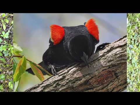 Easy Bird Photography with the OM Systems OM-1 and the ED 100-400mm IS Zoom: the EzPnS method.