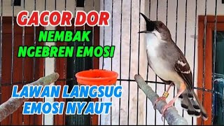 Download lagu Ciblek kristal gacor nembak ngebren mp3