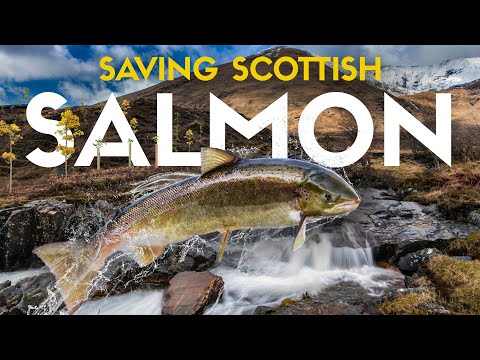 The Strange Way they’re Saving Scottish Salmon