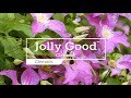 30 seconds with jolly good™ clematis