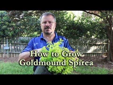 , title : 'How to grow Goldmound Spirea with a detailed description'