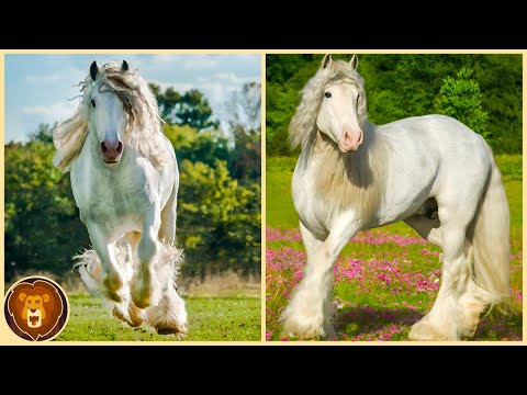 These horses are only born once every thousand years!