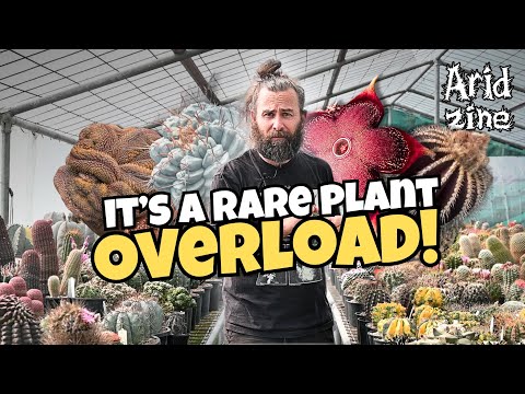 Exploring the Cactus Anonymous greenhouses: every plant a masterpiece