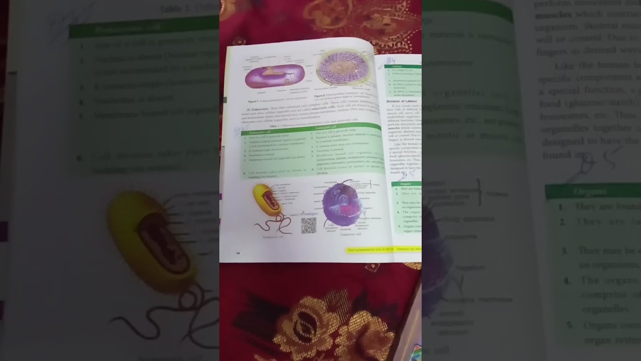 class 9 s Chand chapter 5 the fundamental unit of life notes and important notes