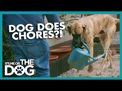Great Dane Helps With Chores | It's Me Or The Dog