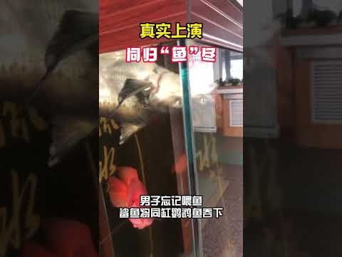 鸚鵡魚種類