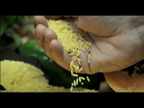 Virtual Tour to the International Rice Research Institute (IRRI) Facilities