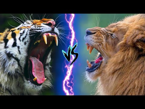 SIBERIAN TIGER VS BARBARY LION - WHO IS MORE POWERFUL AND DANGEROUS
