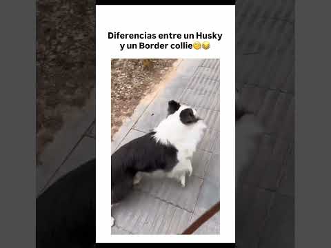 La diferencia entre tipologías de razas a veces es demasiado evidente 😂