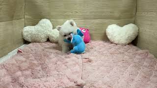 ハーフ犬の動画01