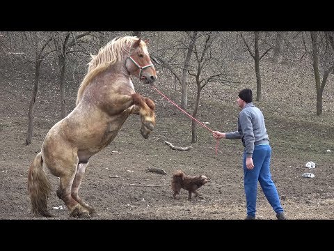 Caii lui Mihali de la Boghis, Salaj - 2019