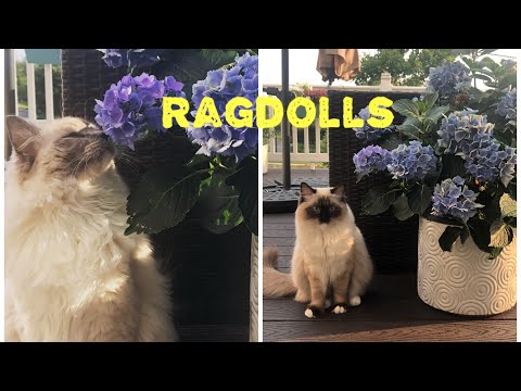 8 Months Old Seal Point Mitted and Blue Point Mitted Ragdolls