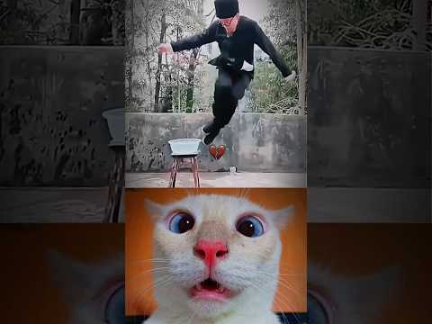 I am Best☠️😺#cat #meme #funny #dance