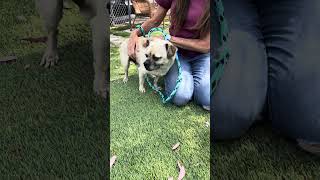 Video preview image #1 Pug-Unknown Mix Puppy For Sale in Pasadena, CA, USA