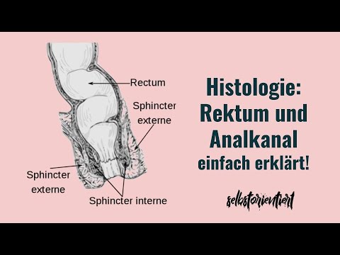 Histologie des Analkanals und Rektums einfach erklärt! - Unterschiede zum Dickdarm (Physikum 2023)
