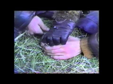 MOSKWA JAROCIN 87 WIEM