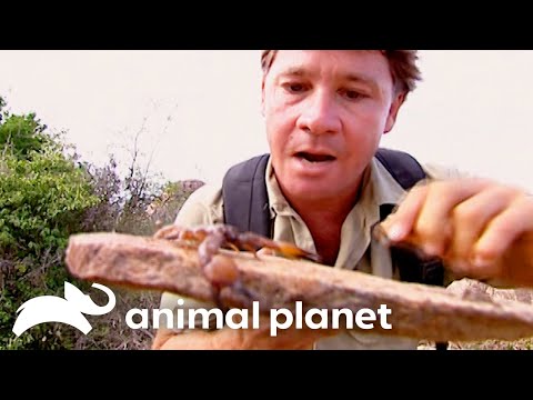 Steve, Snakes, & Scorpions! | The Crocodile Hunter | Animal Planet