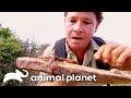 Steve Snakes Scorpions The Crocodile Hunter Animal Planet