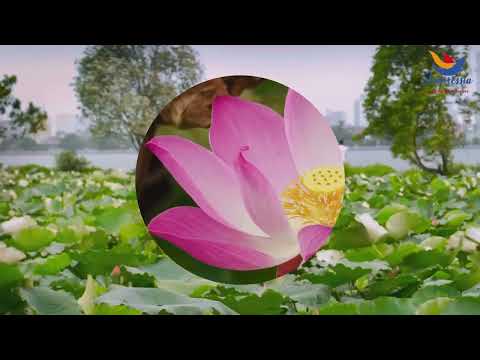 Summer Lotus in Vietnam
