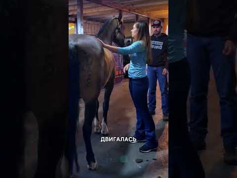Она избавила лошадь от боли с помощью крошечной иглы 😱