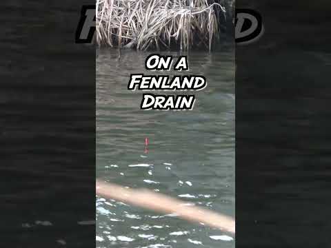 How to SPEED fish on a FENLAND drain #shorts