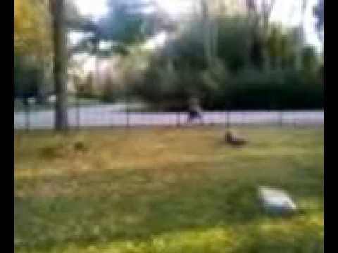 White Cemetery Video 2