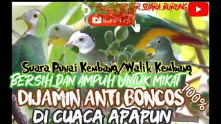 Download lagu 'TERBARU' Suara Burung Walik Kembang/Punai Kembang 100% Suara Alam mp3