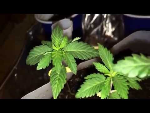 Marijuana grow closet cfl first timer. 1 month