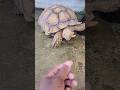 TURTLE CALLING HES SO HANDSOME