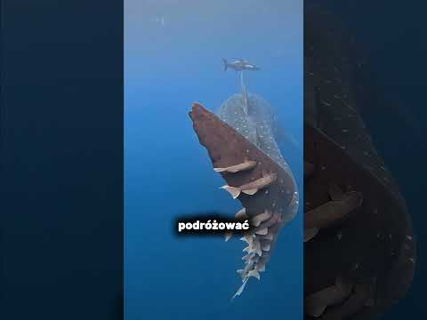 Ta ryba DOSŁOWNIE chcę cię zjeść🐟😲