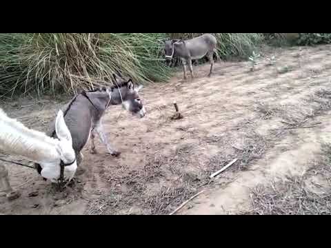 kryice koni zimnokerwestych sakolskish/02/15/2022donkey metting