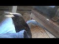 Pet European Starling Talking