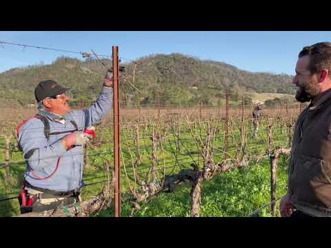 Grapevine Pruning