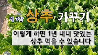 제 9강 상추 가꾸기 이렇게 하면 1년 내내 맛있는 상추 먹을 수 있습니다. #상추 가꾸기 #상추 모종 심기…