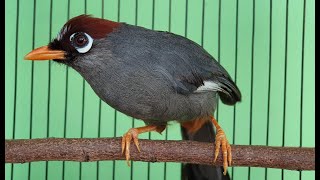 Download lagu Suara KHAS Poksay Mandarin agar poksay mandari NYAUT GACOR mp3