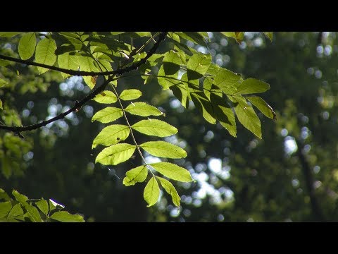 Esche Baumart in Not - Trailer