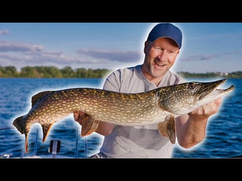 Big pike in late summer | Cast carefully into the weeds and catch them.
