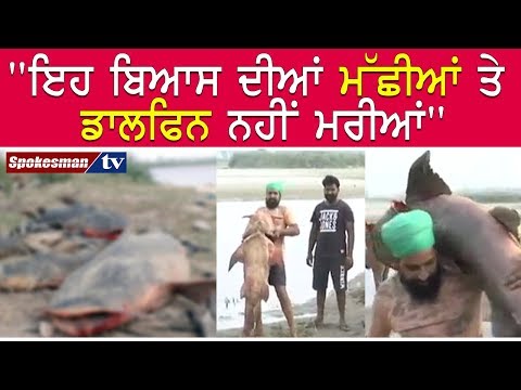 ਇਹ ਬਿਆਸ ਦੀਆਂ ਮੱਛੀਆਂ ਤੇ ਡਾਲਫਿਨ ਨਹੀਂ ਮਰੀਆਂ