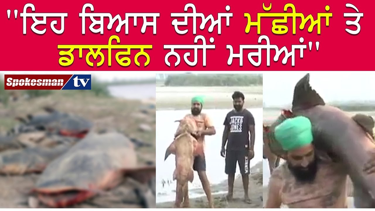Beas River Fishes Dead Beas River Fishes Dead