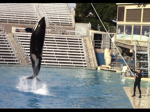 Shouka High Jump Training Session at SeaWorld San Diego on 12/21/14.