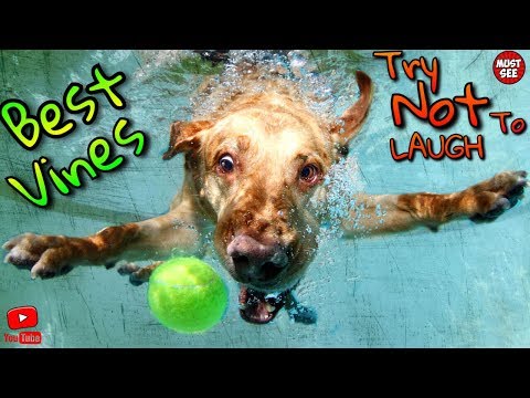 Try Not To Laugh or Grin While Watching Funny Fail Vines   Best Vines 2017