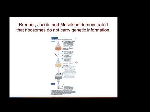 Chapter 14 RNA Molecules and Processing
