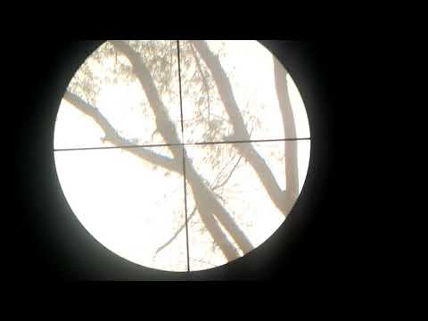 PCP kral puncher jumbo.22 hunting at 30m