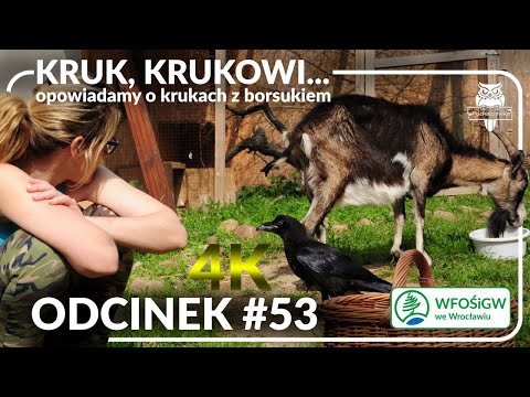 Odcinek #53 - Kruk, krukowi... i to wszystko w doborowym towarzystwie🥰